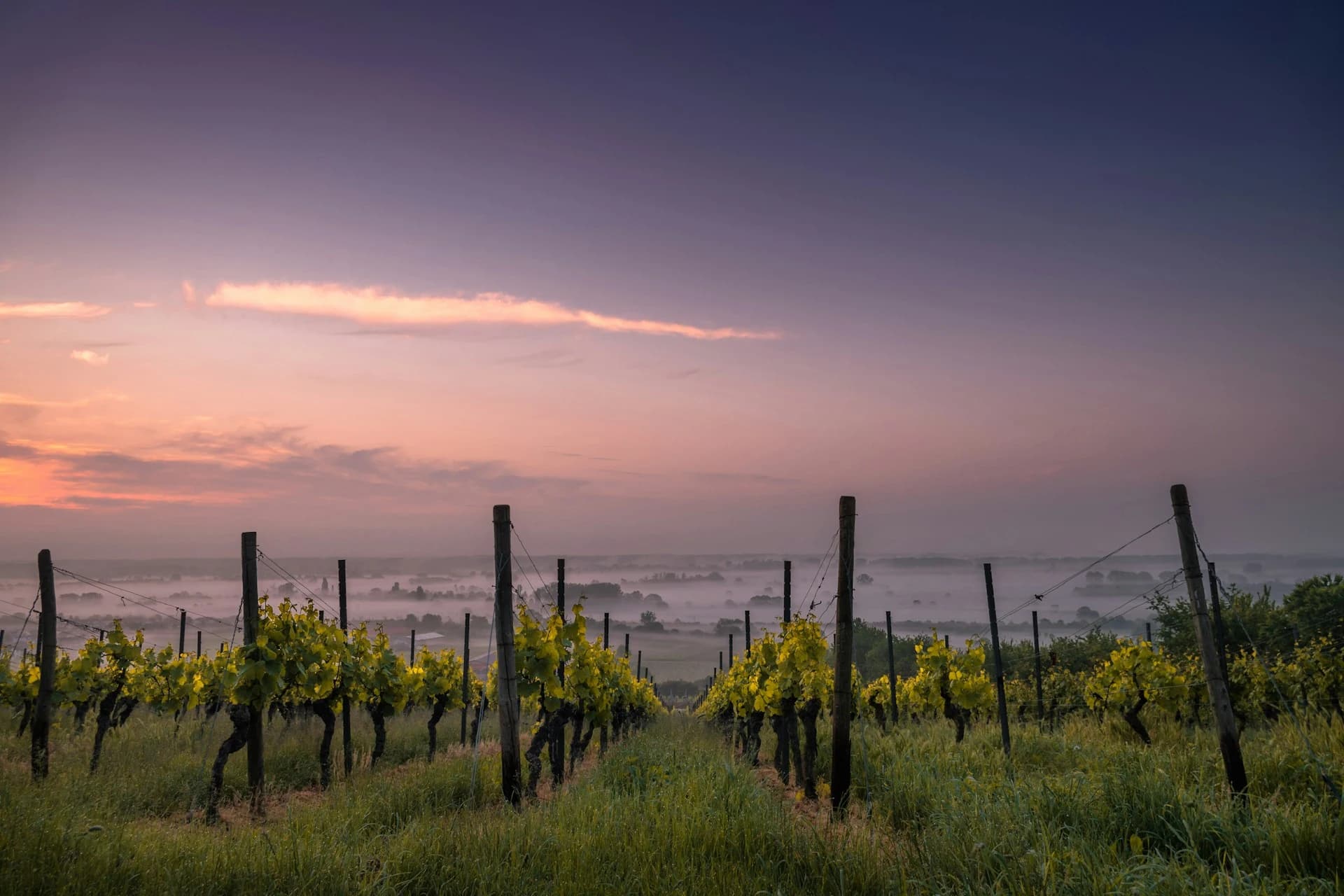 Vignes du Vignoble Durand
