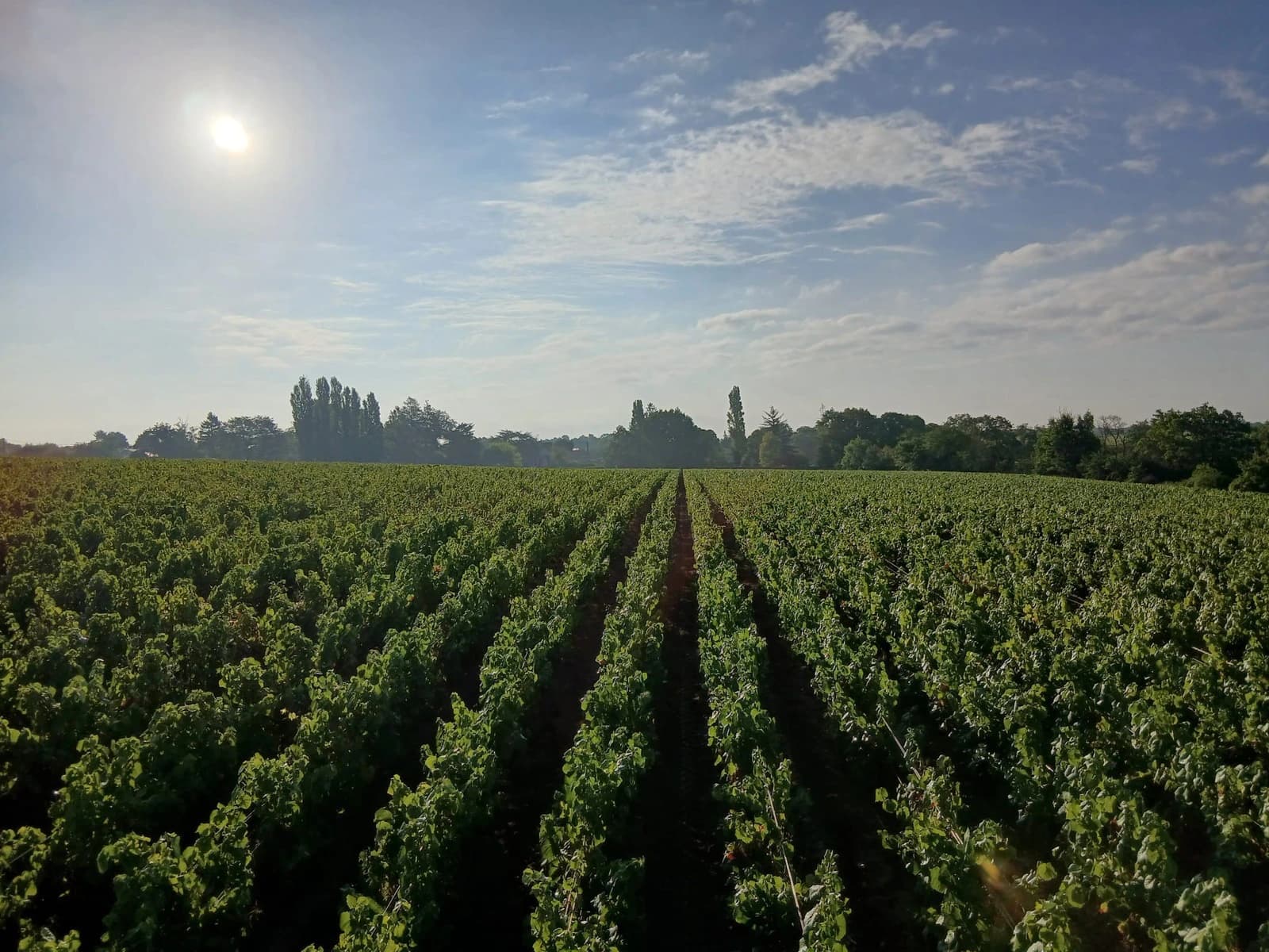 Vue panoramique des vignes du Vignoble Durand au lever du soleil