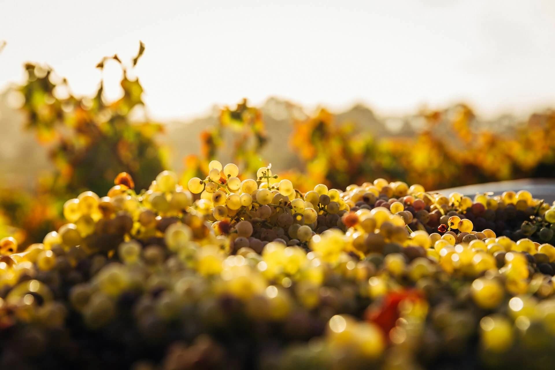 Grappes de raisin Melon de Bourgogne dans les vignes du domaine