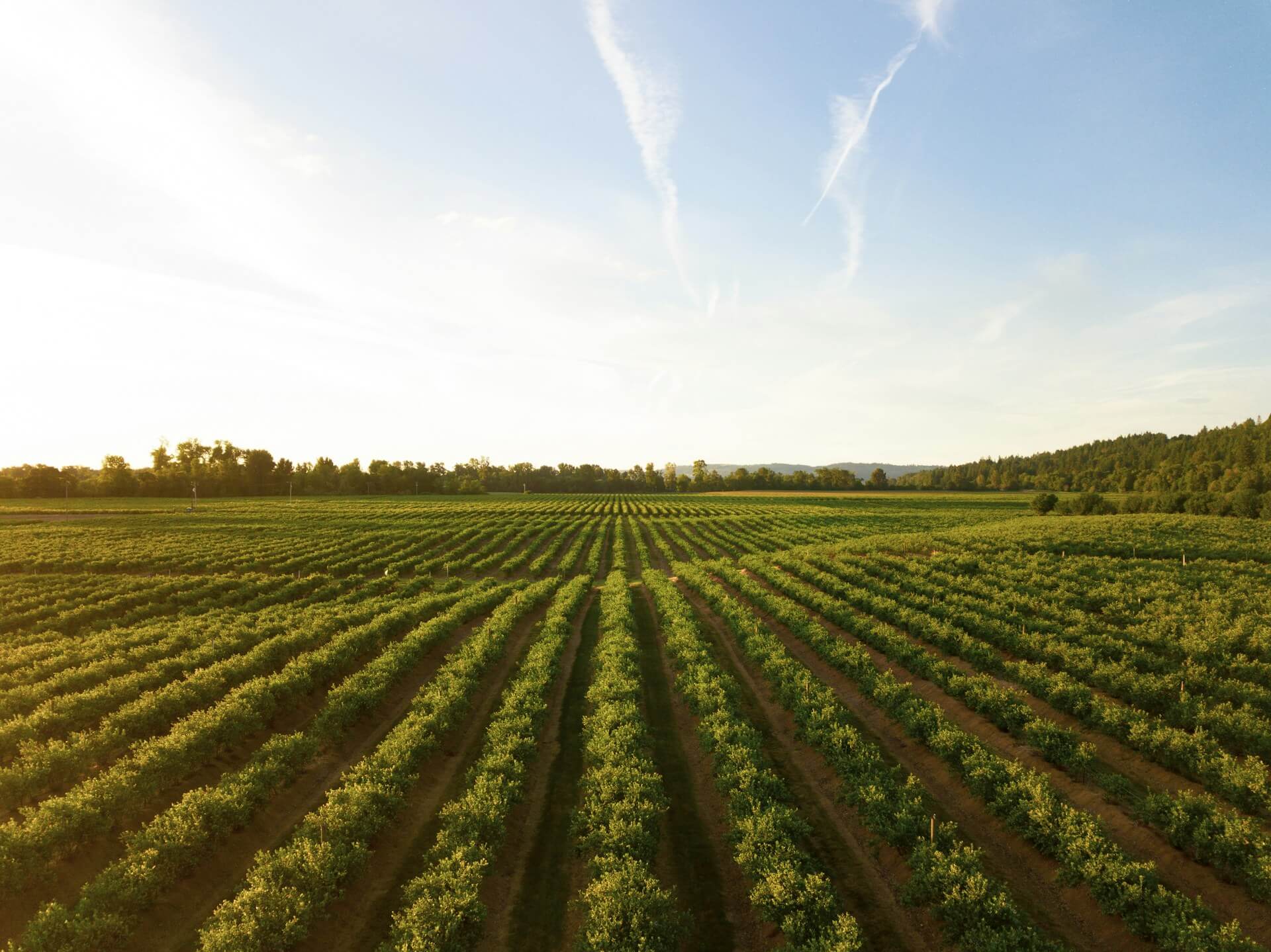 Vignes en agriculture biologique au Vignoble Durand, Saint Lumine de Clisson