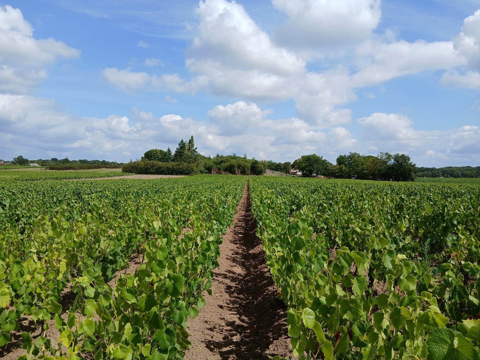Le vin bio au coeur de notre vignoble - Vignoble Durand